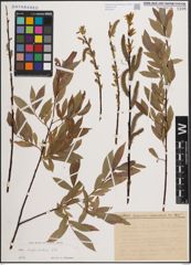 Foto von Salix daphnoides Vill.